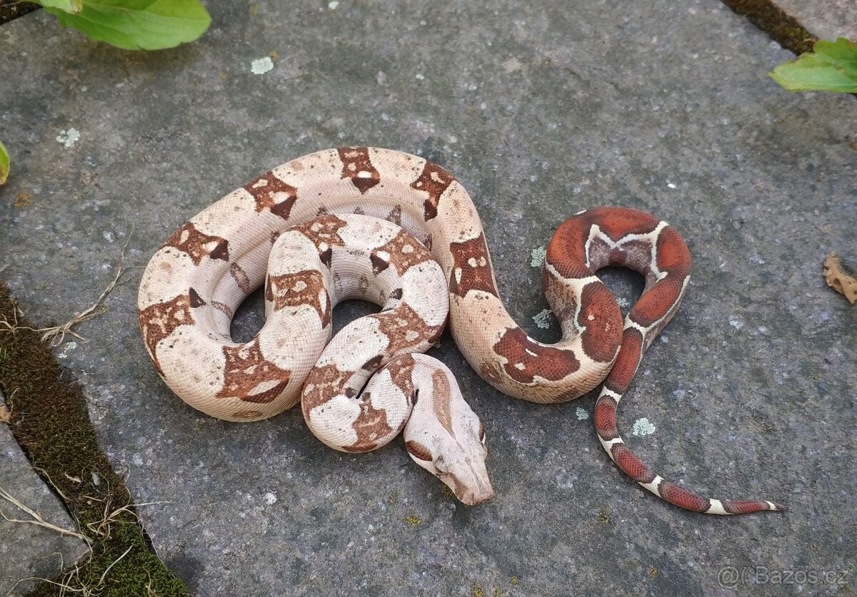 Boa imperator - VPI T+ Albino het Blood, Normal DH VPI Blood - 8