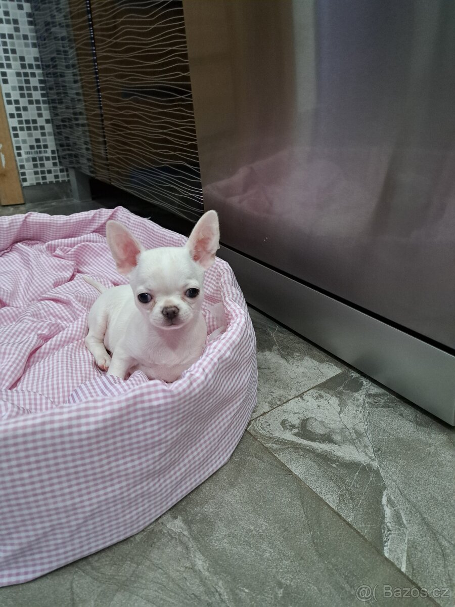 Čivava štěňátka fenečky - 8