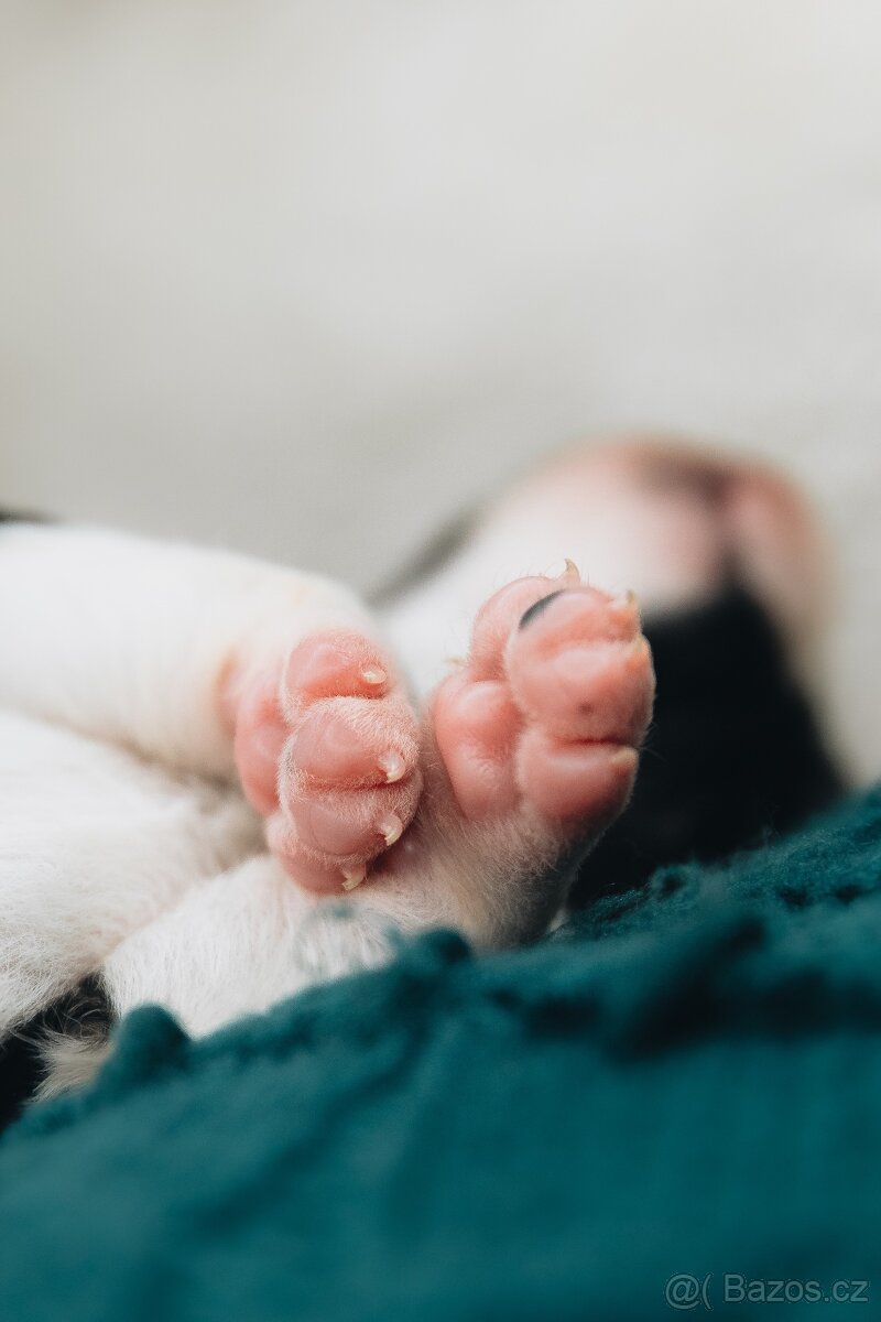 Štěňata border kolie s PP - 8