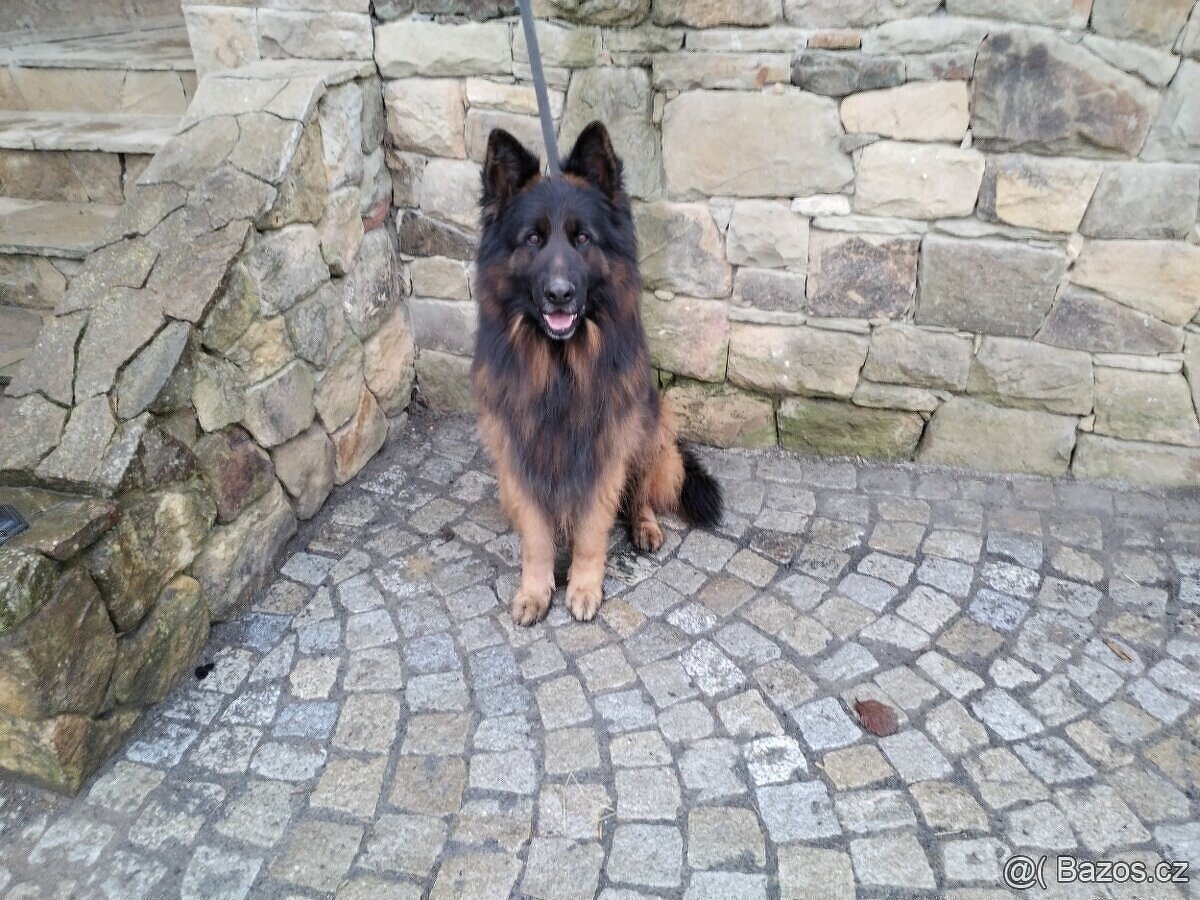 Německý ovčák dlouhosrstý -krytí - 8
