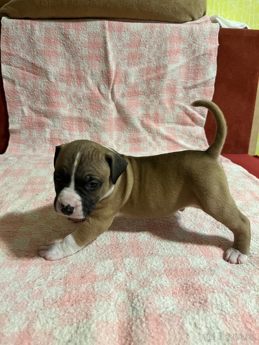 Americký stafordšírský teriér - 8