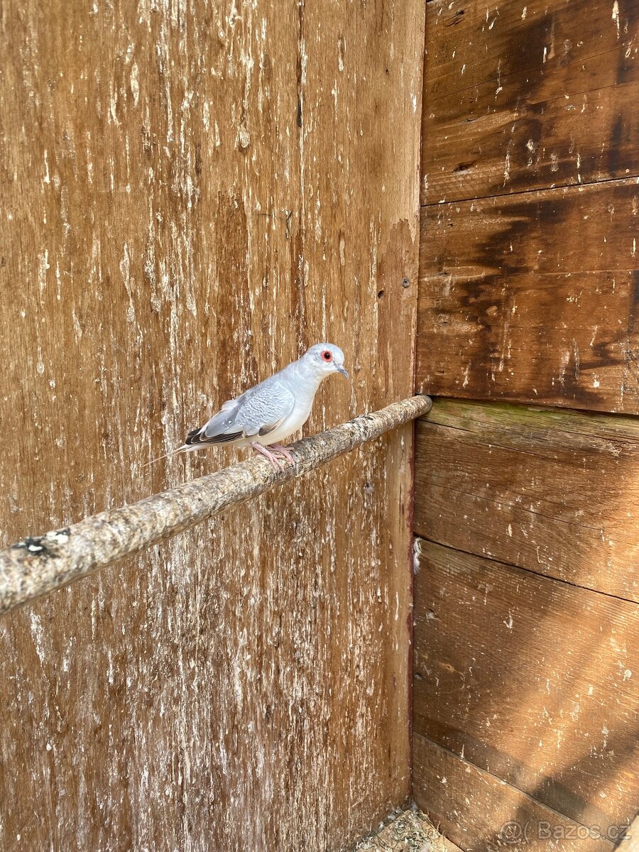 Holoubek diamantový - 8