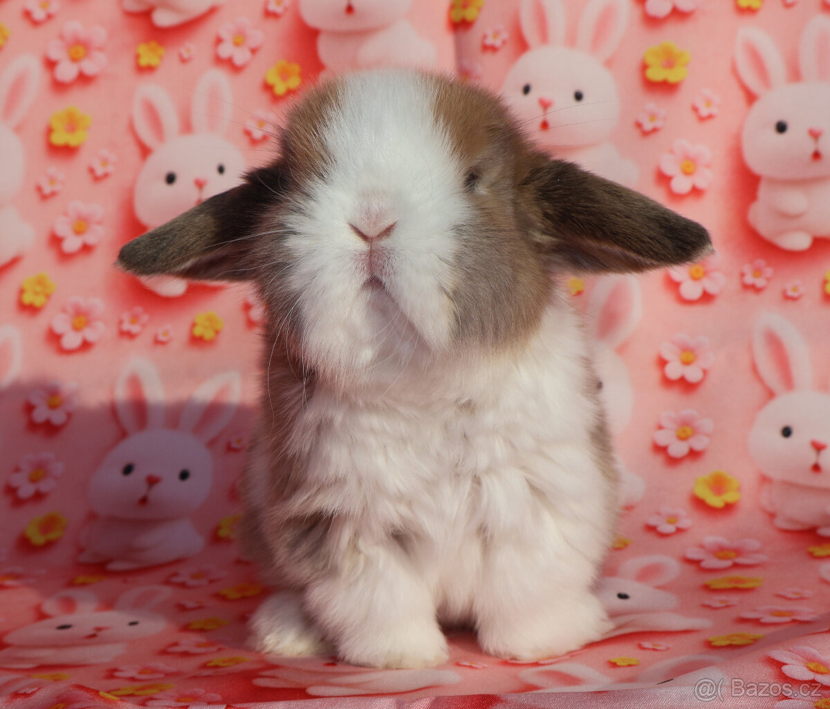 Zakrslý beránek , malinká samička s VP . - 8