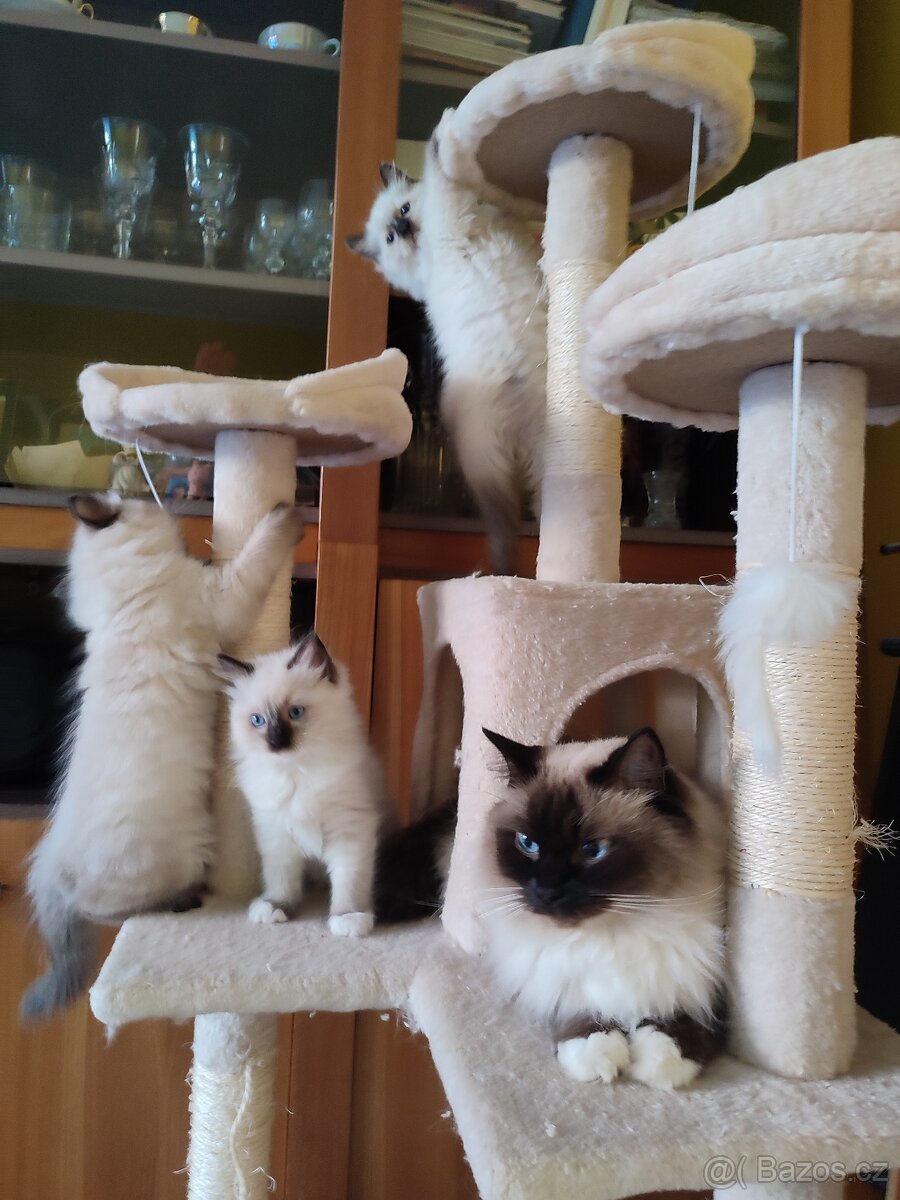 Ragdoll koťátka bez PP - 8