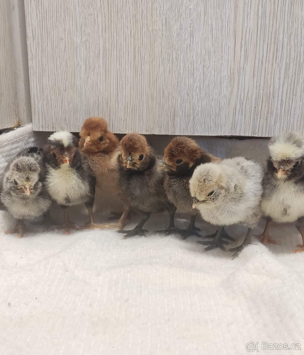 Paduánka kuřata - 8