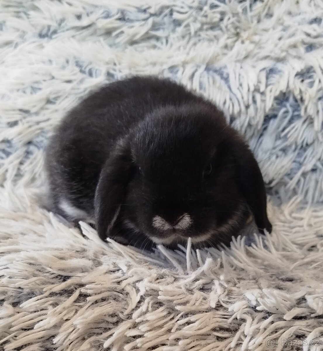 Minilop - anglický zakrslý beránek s VP - 8