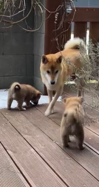 Štěňata shiba-inu - 8