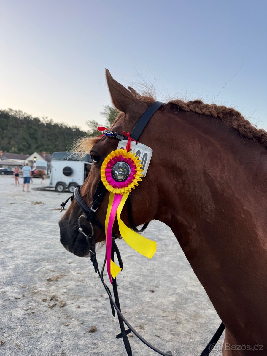 WPBR kobyla i pro začátečníky - 8