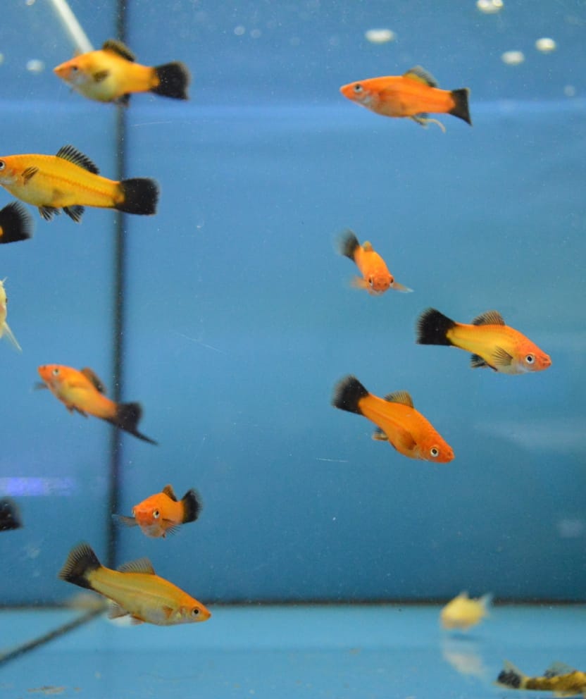 Akvarijní rybičky různé druhy - 8