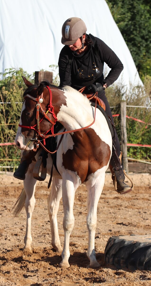 Tříletý Valach American Paint Horse - 8