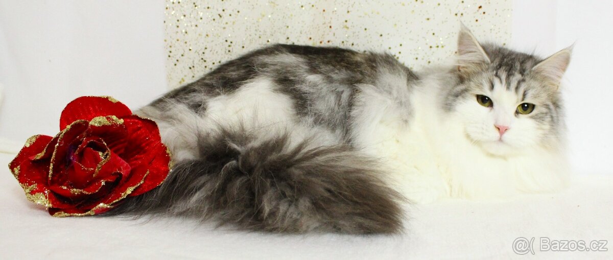 Sibiřská kočka - 8