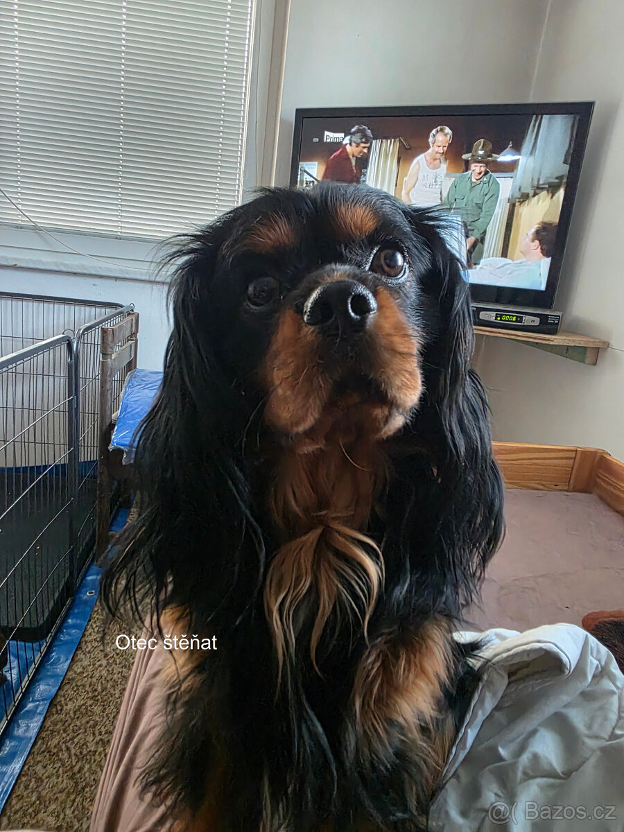 Prodej štěňat Kavalír king Charles španěl - 8