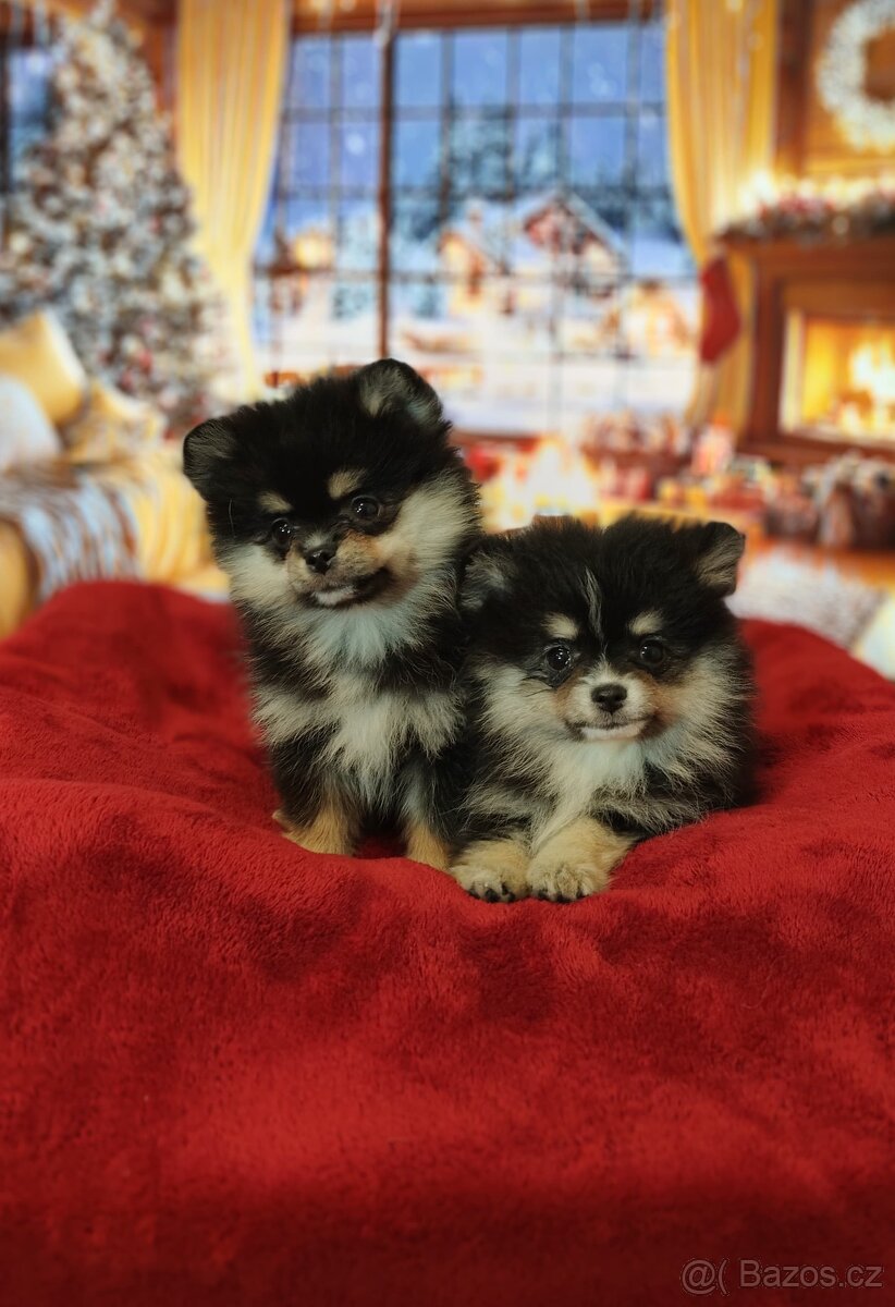 Pomeranian / Zwergspitz - 8