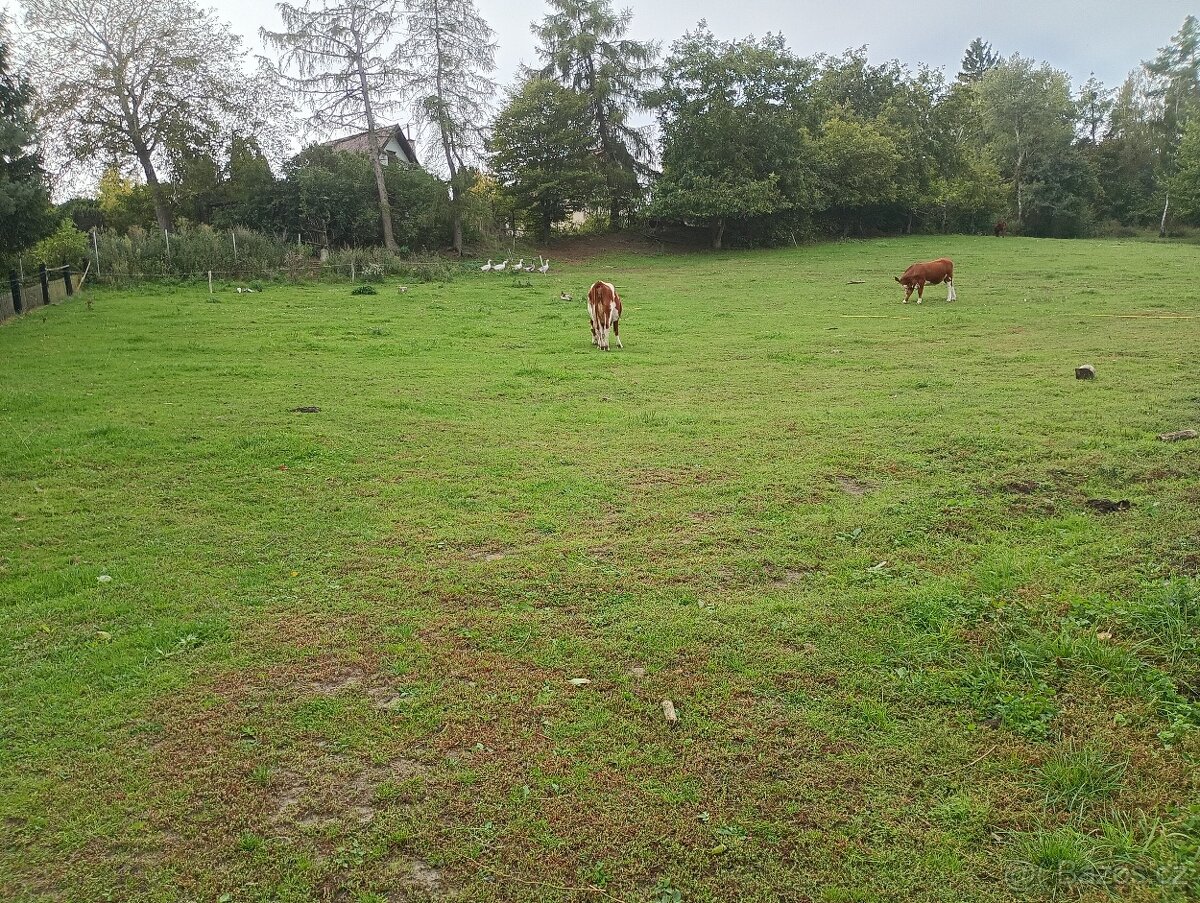 Zahrada v intravilánu obce, výměra: 7.428 m2. - 8