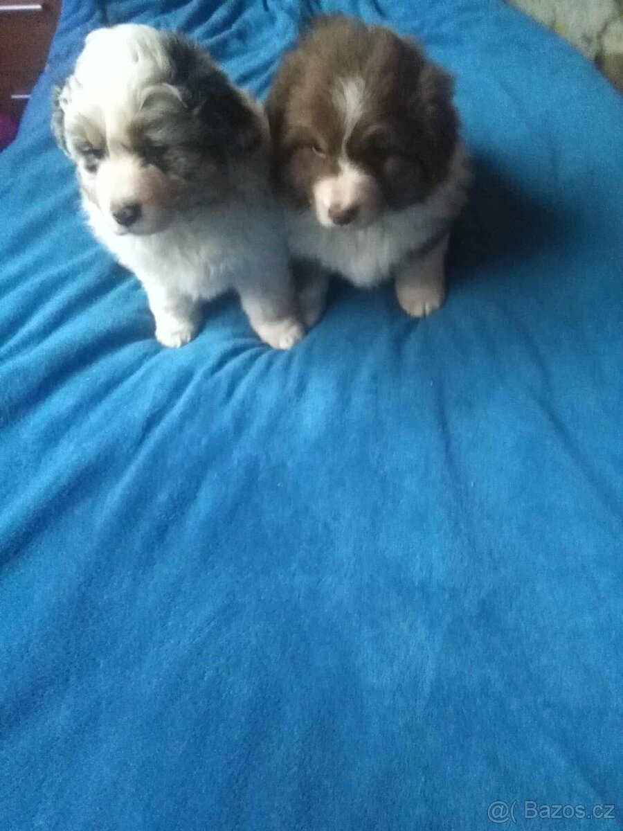 Australský ovčák bez PP - 8