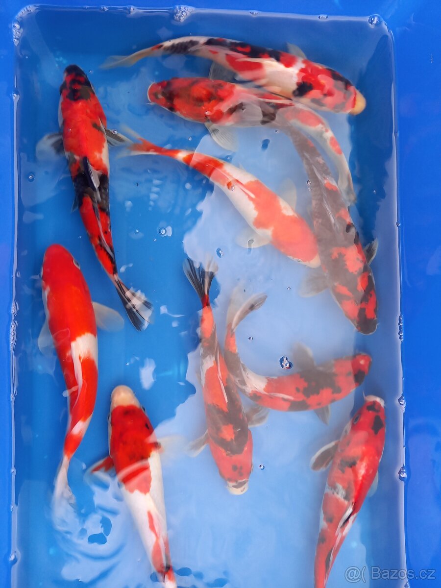 Koi kapr originál - 8