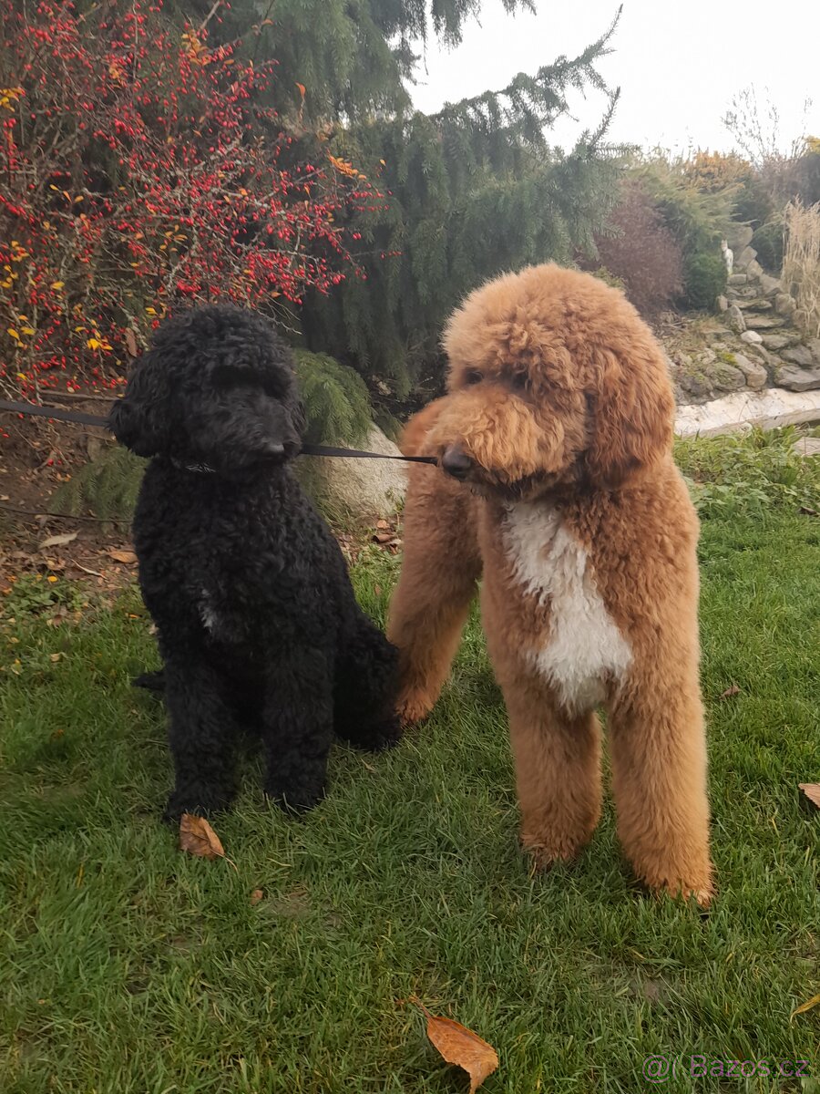 Pudl velký ( královský) štěňata bez pp - 8