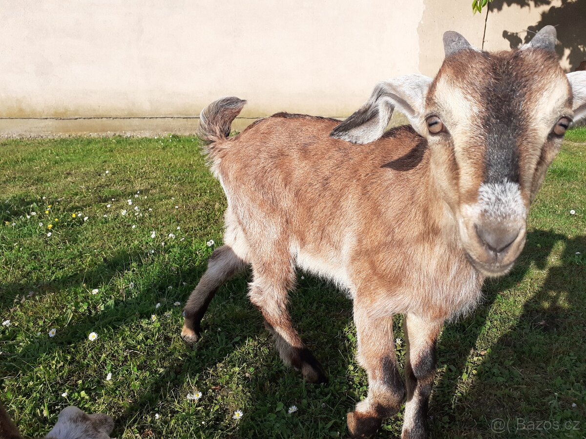 Anglonubijská kozička a kozlík - 8