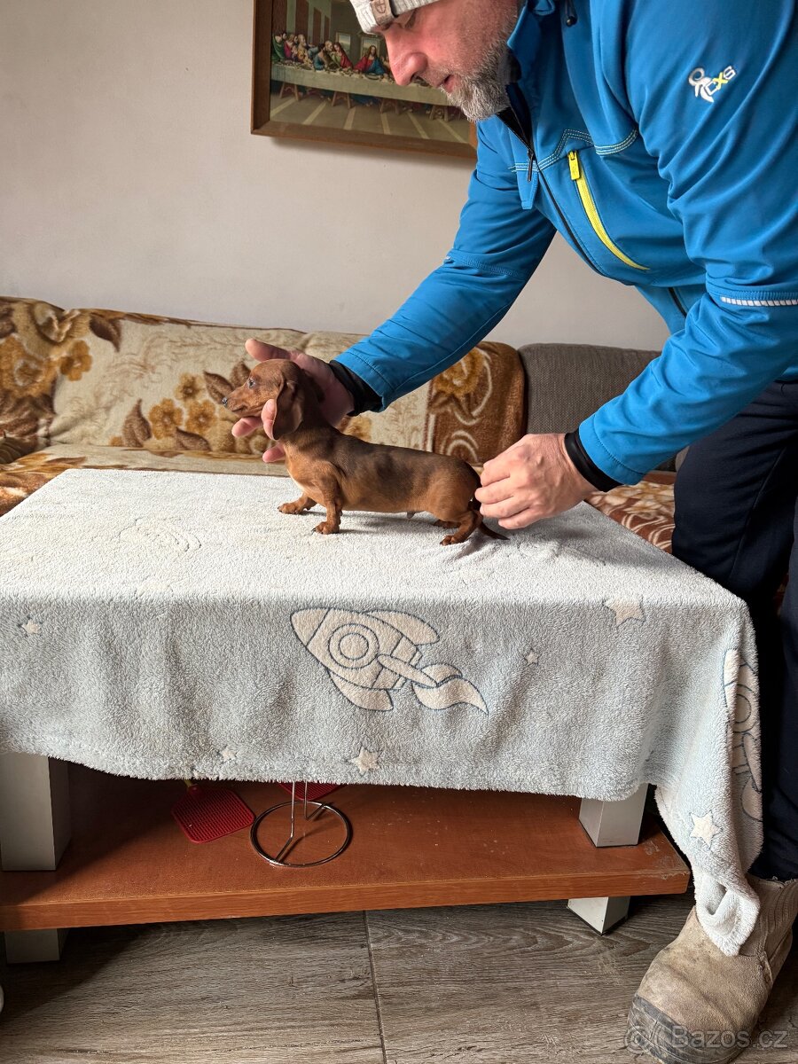 Jezevčík hladkosrstí trpasličí- králičí s pp - 8