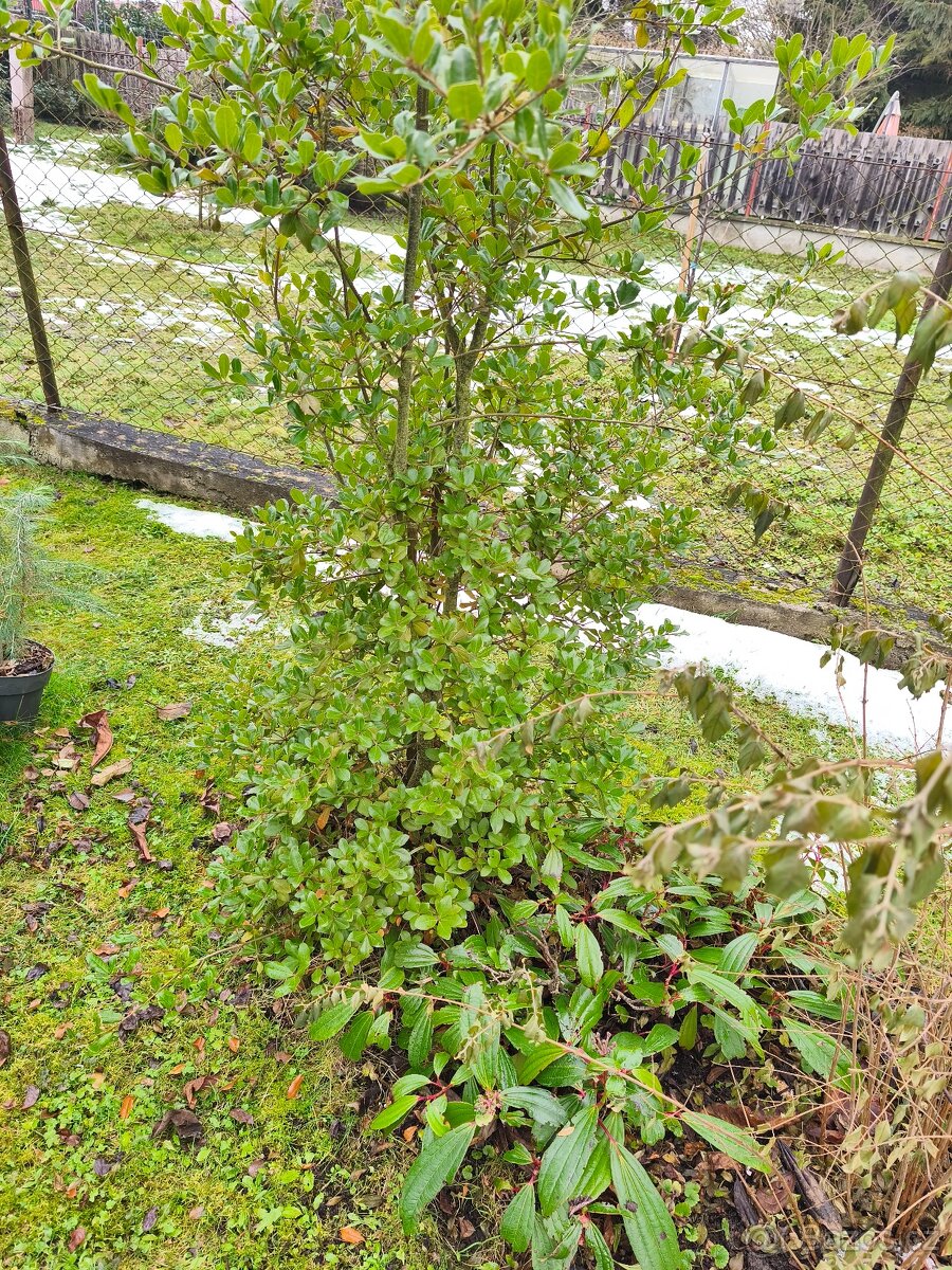 Stále zelené keře a stromy - 8