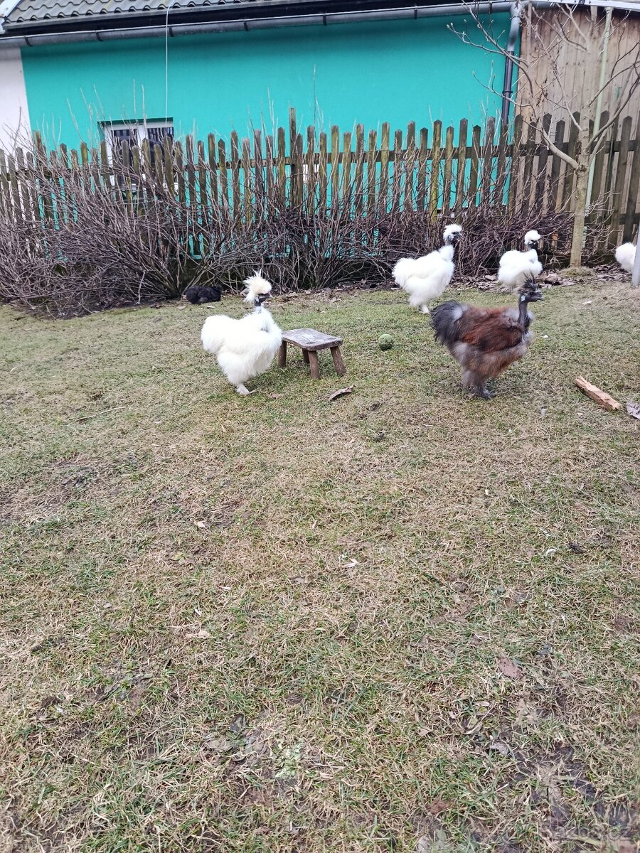 Hedvábnička kohouti - 8