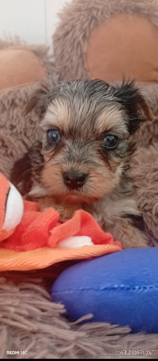 Jorkšírský teriér,Merle, Jorkšír,Biewer - 8