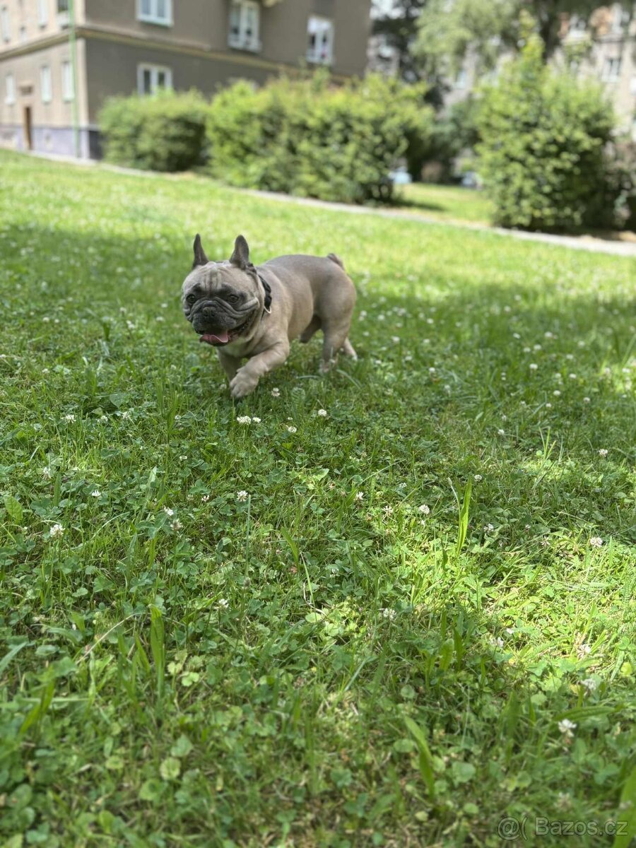 Francouzsky buldoček ke kryti - 8