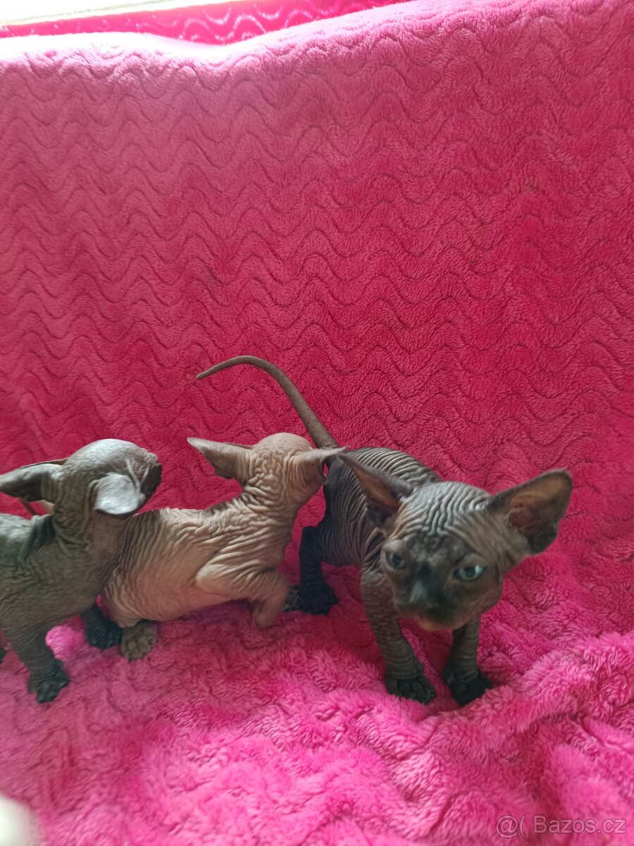 Sphynx bez PP - 8