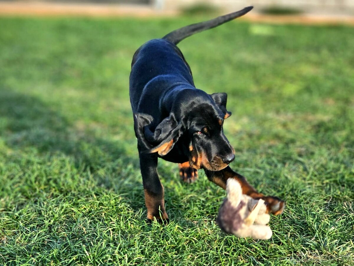 Black and Tan Coonhound - 8