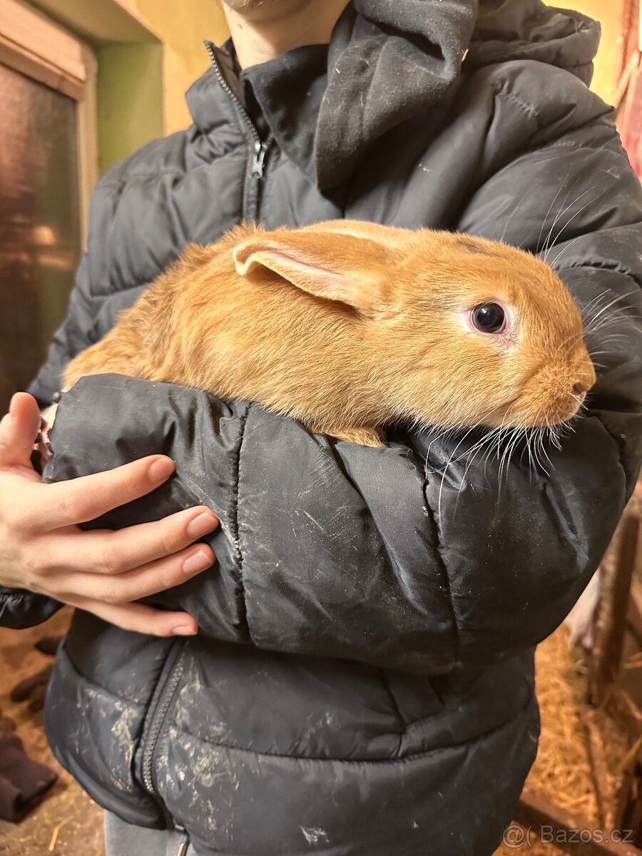 Samci králíka // samec králík - 8