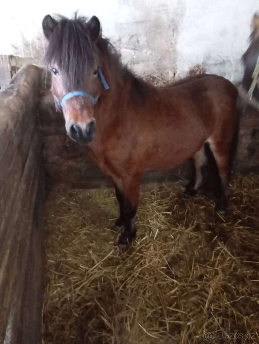 Kobylka s hříbátkem - 8