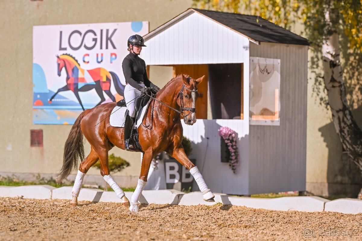 Drezurní westfálský valach - 8