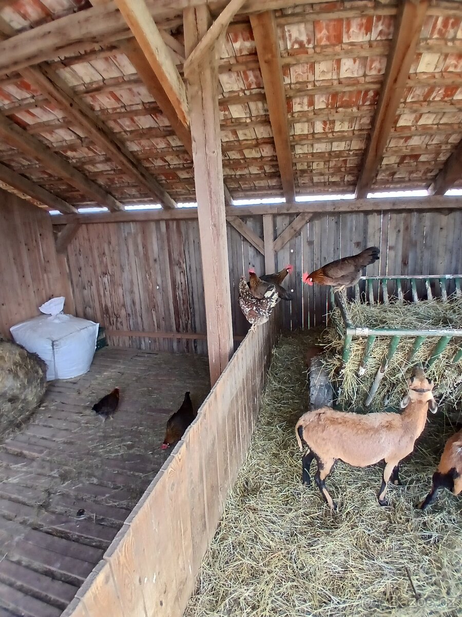 Násadová slepičí vejce - 8