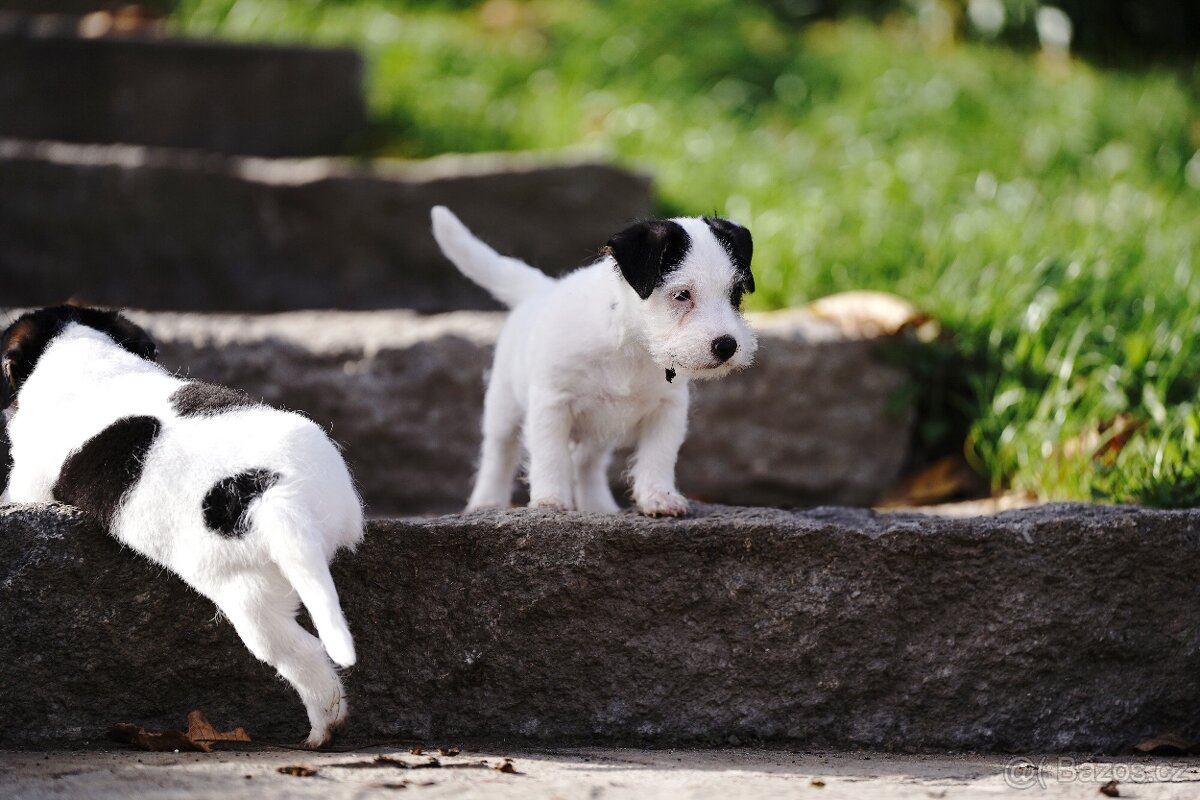 Štěňátko - pejsek Jack Russell Teriéra s PP - 8