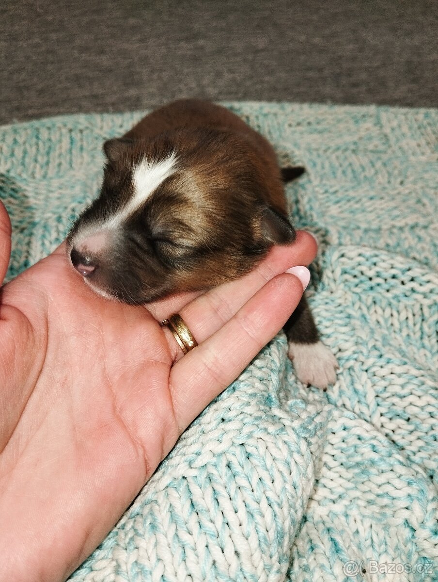Štěňata - 8