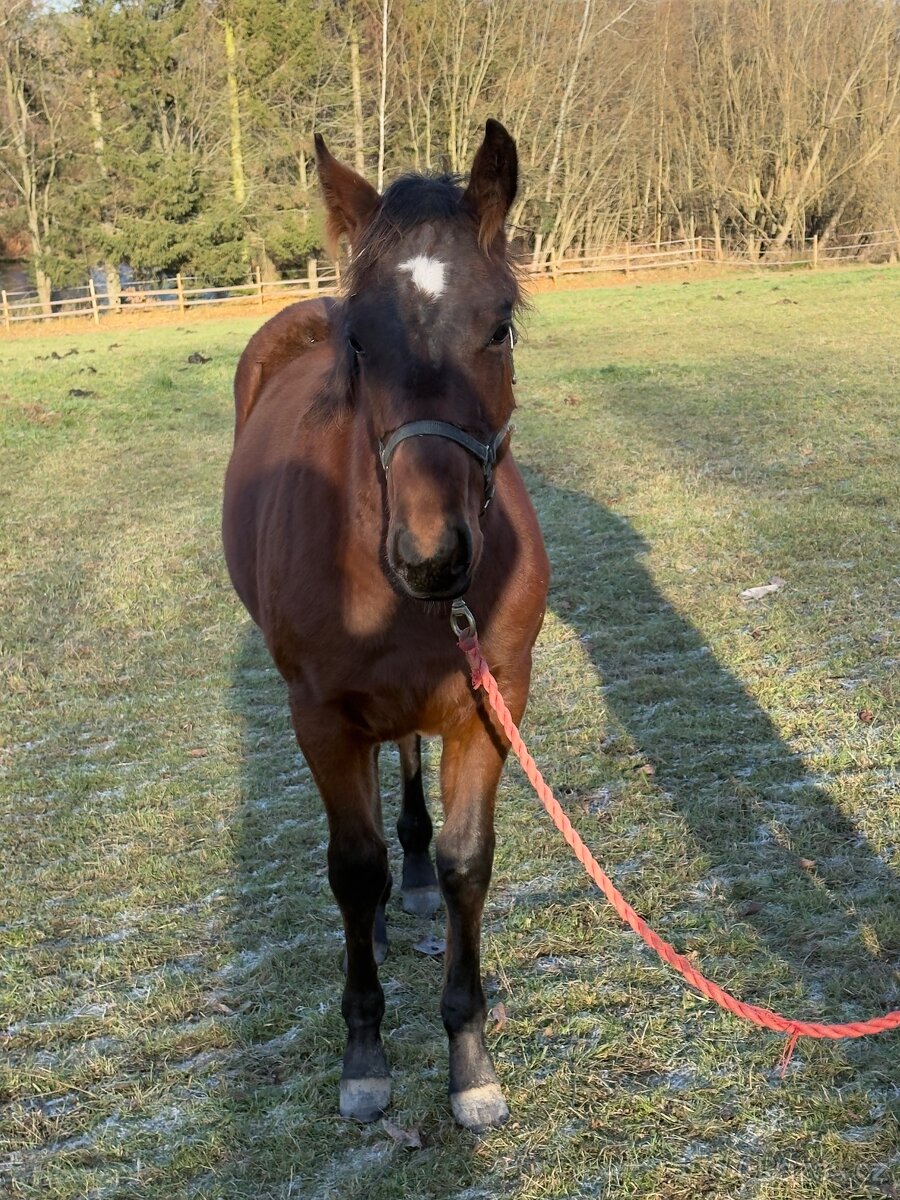 AQH hřebeček JoJo - 8