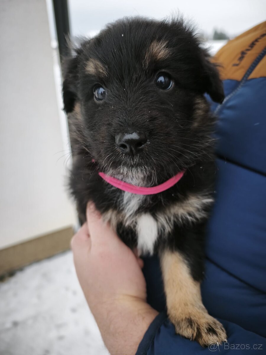 Štěňata - Kříženci Chodského psa - 8