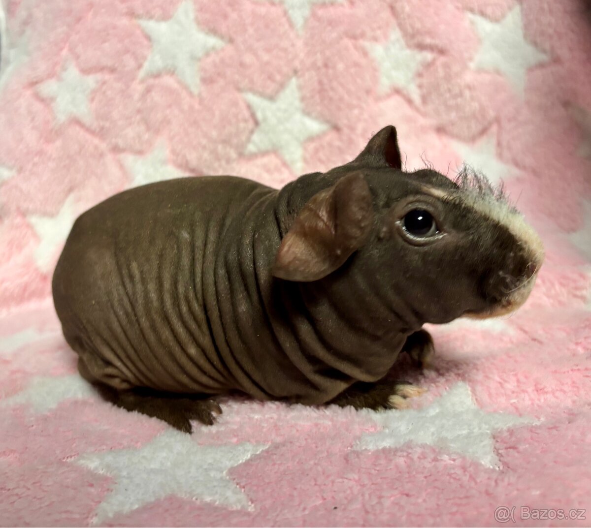 Skinny morče, samec s PP - 8