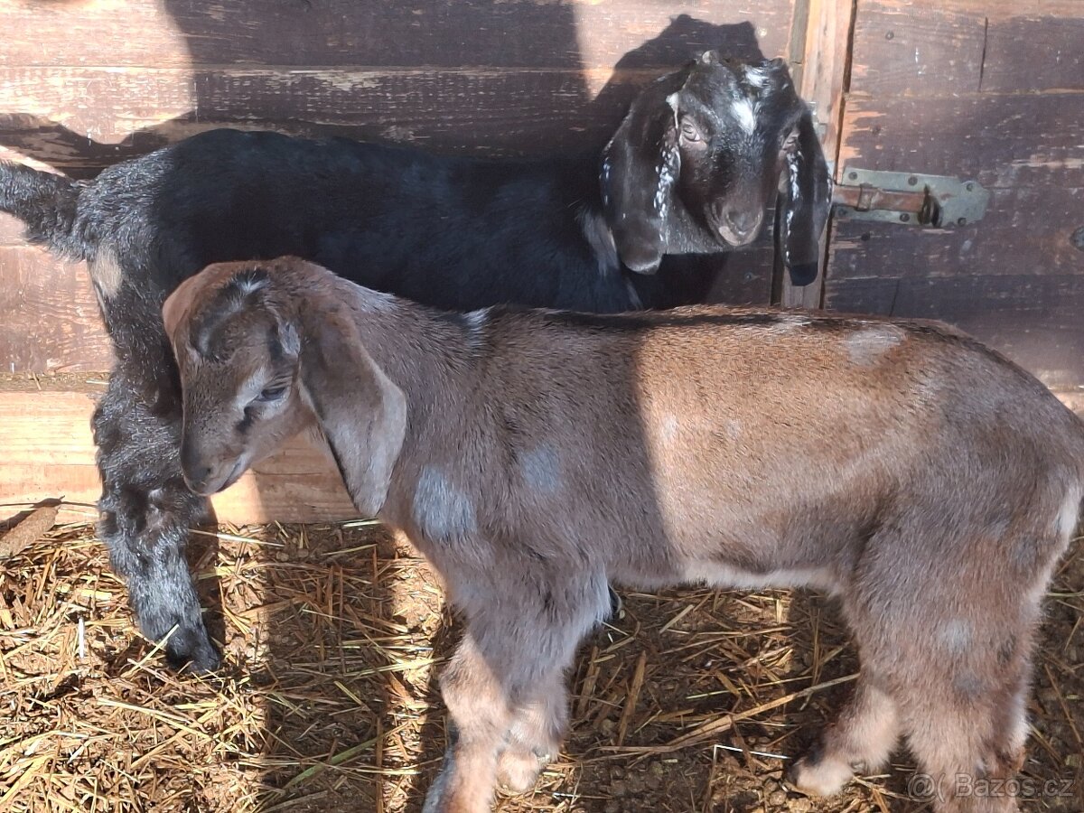 Kůzlata - 8