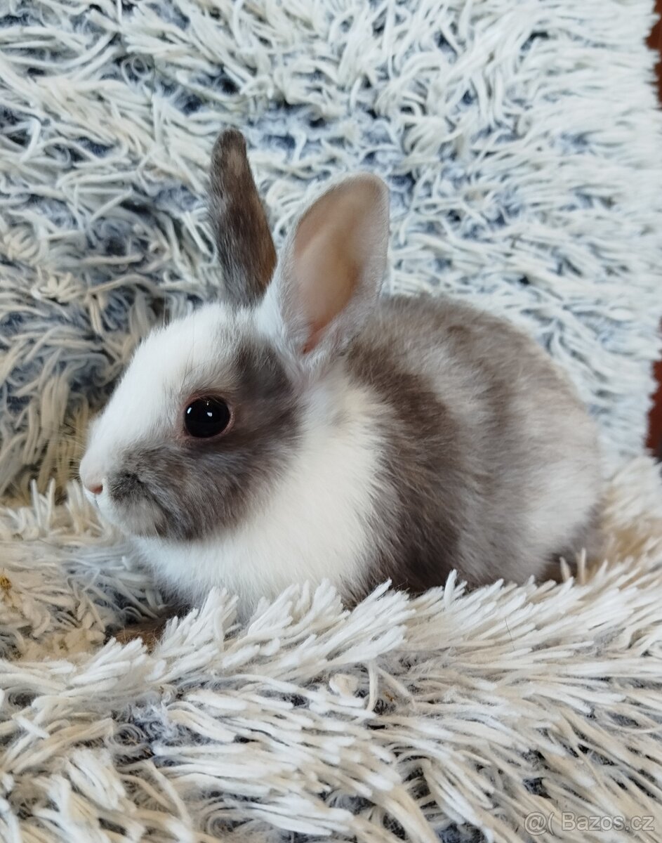 Zakrslý králík - 8