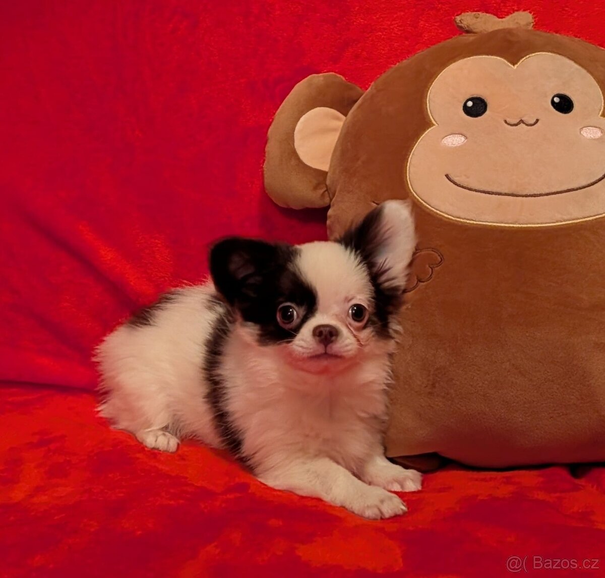 Čivava dlouhosrstá s PP- pejsci a fenky - 8