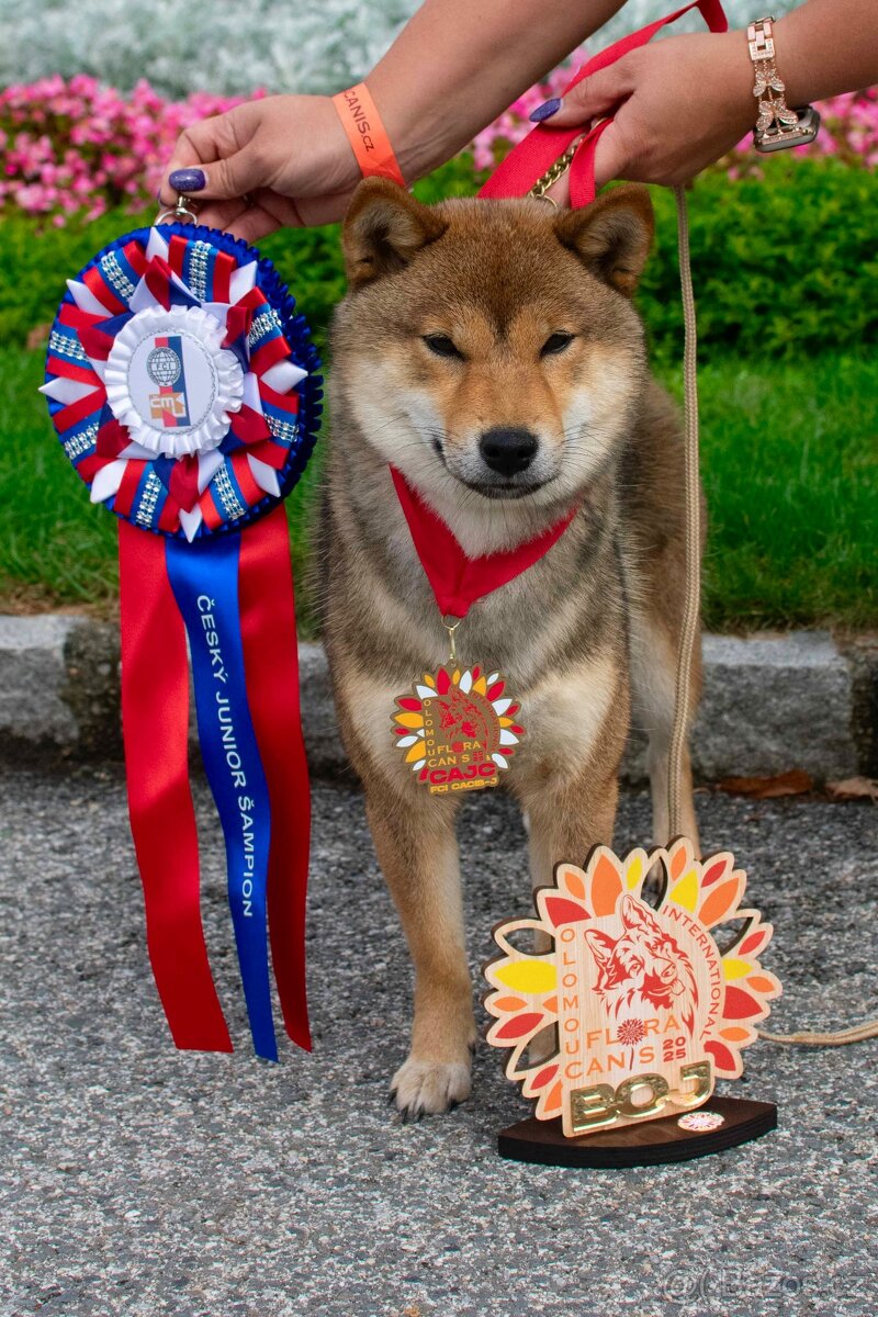 Nabídka kryti- Shiba inu s FCI PP - 8