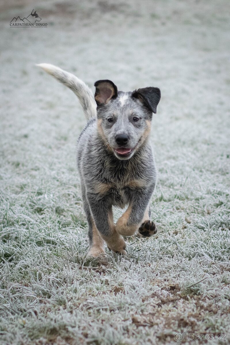 Australský honácký pes - s PP - 8
