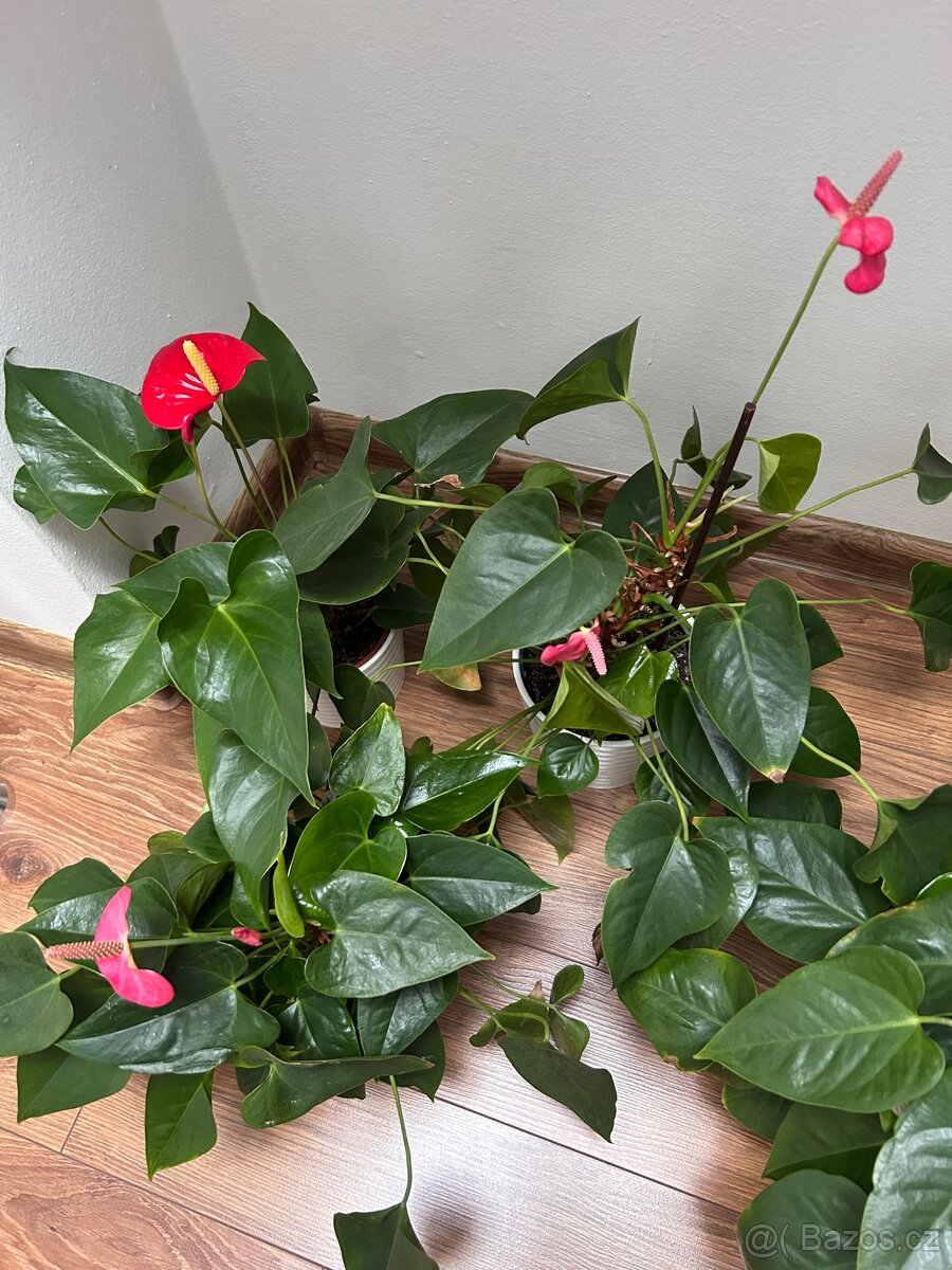 Rostliny pokojové pepřinec banán anturie aglaonema - 8