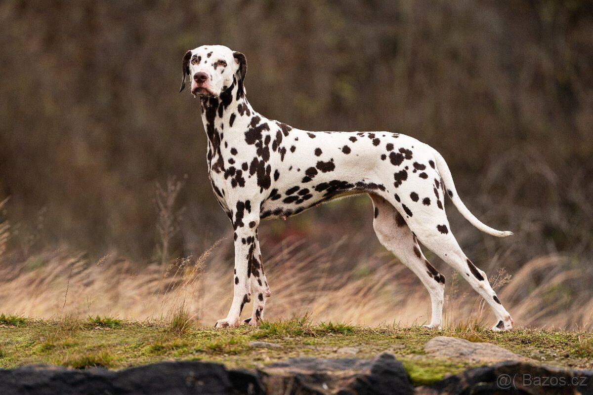 Dalmatin - štěňátka s PP FCI - 8
