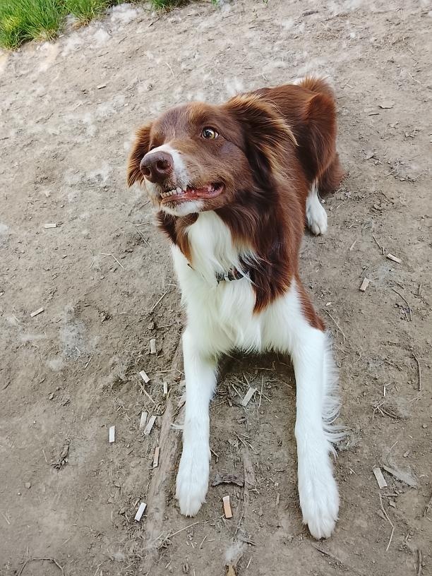 Border kolie štěně - 8