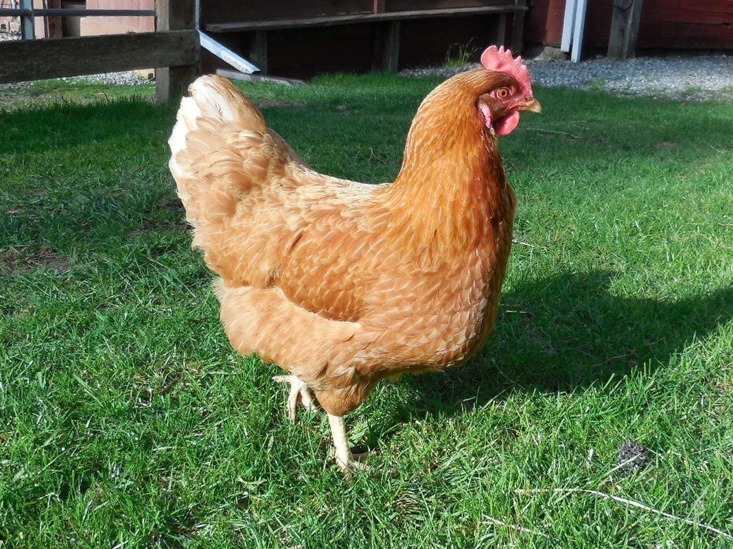 Slepice Kuřice Nosnice Dominanty 18 týdnů staré - 8