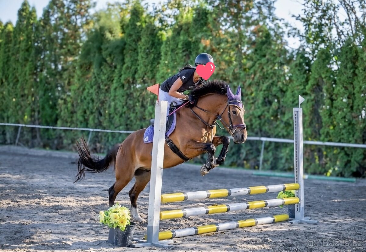 Charakterni valášek Hucul - 8