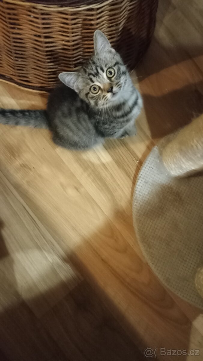 Britská koťátka s PP - 8