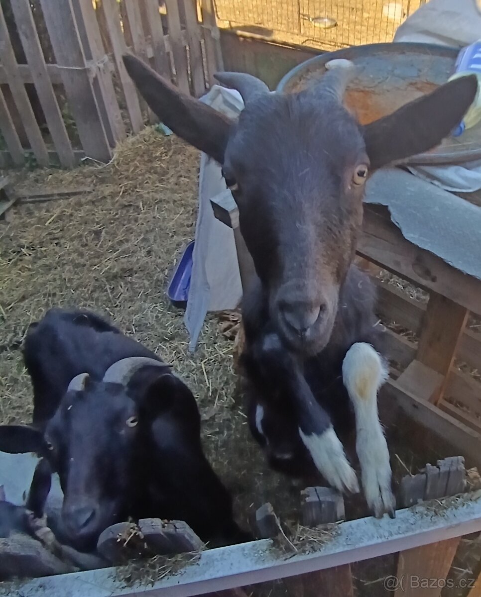 Prodám kozy - 8